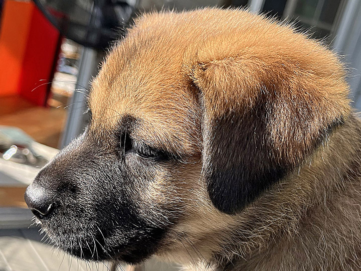 chinook puppy